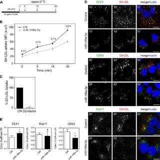 Mir A B P Regulates The Ldlr Activity A Schematic Diagram