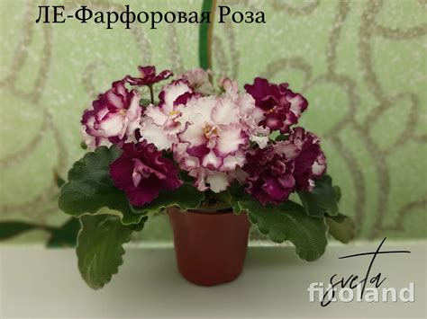 Фиалка ЛЕ-Фарфоровая Роза