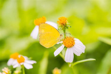 Yellow Butterfly on Flower in the Garden Stock Image - Image of blossom ...