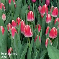 Tulip Flaming Flag Bufl Ru