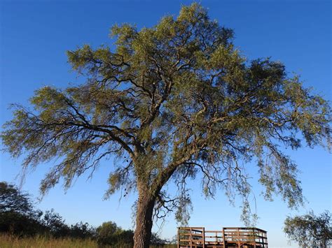 Quebracho Blanco Aspidosperma Quebracho Blanco Ecoregistros