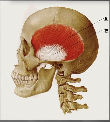 TMJ and Muscles Flashcards | Quizlet