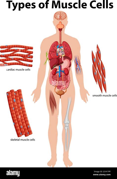 Information Poster Of Muscle Cells Illustration Stock Vector Image