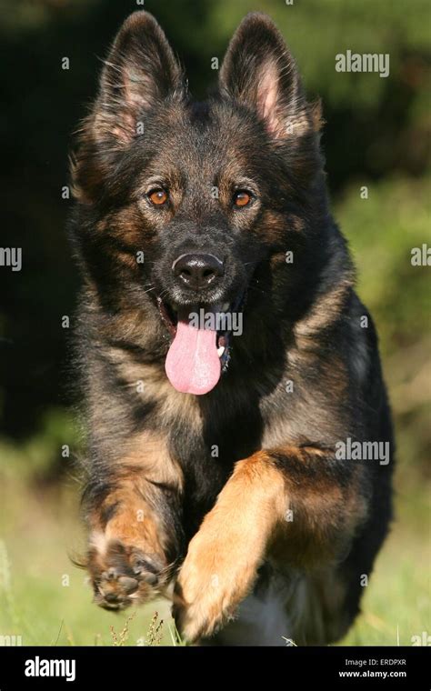 running German Shepherd Stock Photo - Alamy