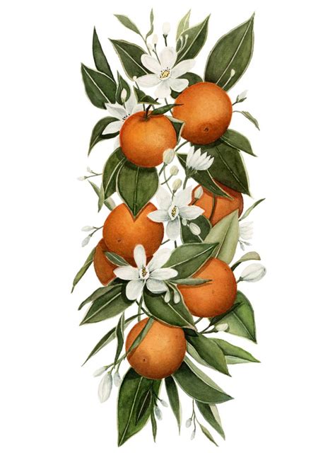 Orange Blossom Wreath Drawing Floral Painting Orange Blossom