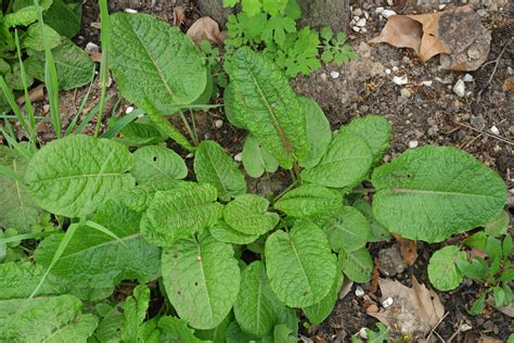 Rumex obtusifolius