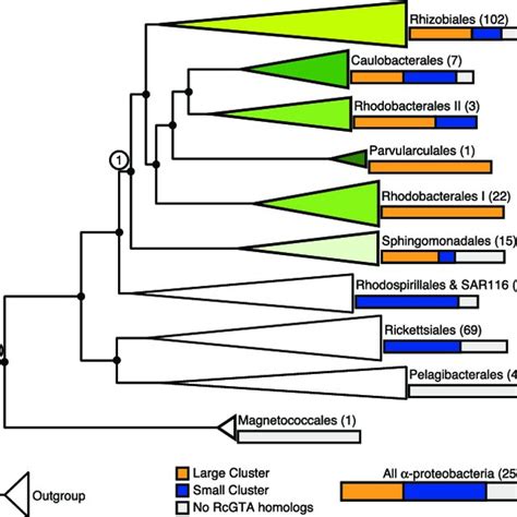 Distribution Of Rcgta Homologs In A Proteobacteria The Phylogenetic