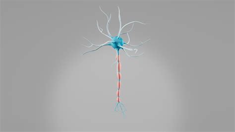 Neuron 3D Model - TurboSquid 2021757