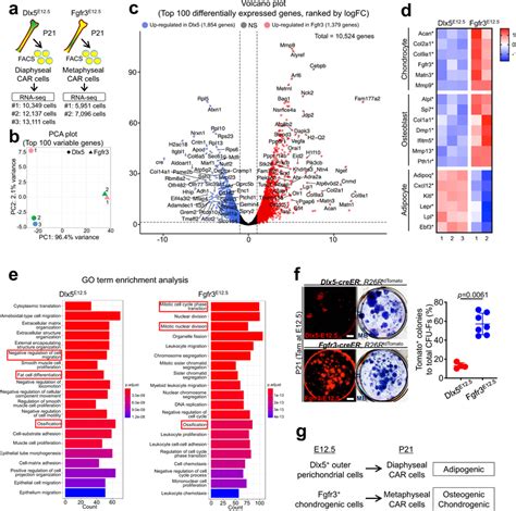 Adipocyte Biased State Of Dlx5 Creer⁺ Perichondrial Cell Derived Marrow Download Scientific