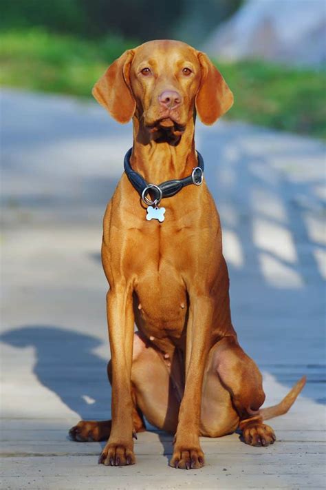 The Vizsla Doberman Mix Breed Meet The Vizslamann It S A Vizsla