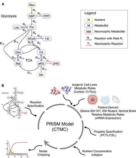 Modeled Pathway And Model Creation Workflow A Glycolysis And Tca