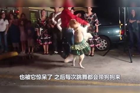 狗狗天天跟主人跳广场舞，不料竟成了网红，网友：跳得太好了！ 主人 狗狗 网友