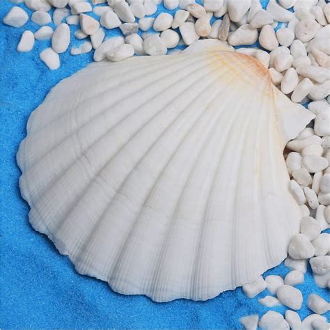 Amazon.com: HOHUCRAB 6pcs 4-5inch Scallop Shells, Natural Large Scallop ...