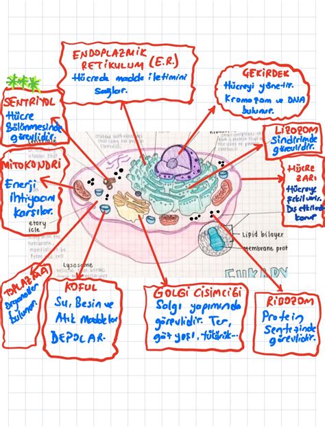 Alınmış Dosya 4 Notability Gallery