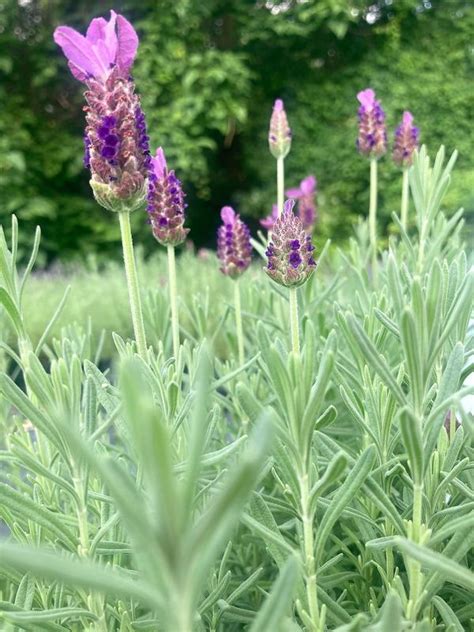 Lavandula Sto Anouk Spanish Lavender From Babikow Wholesale Nursery