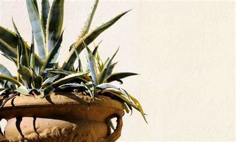 Agave Planter Cultiver Entretenir Nos Conseils