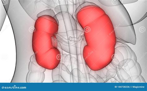 Anatomia Dei Reni Del Sistema Urinario Degli Organi Del Corpo Umano