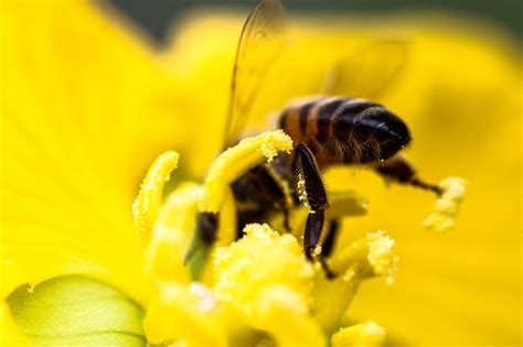 Agrot Xicos Que Matam Abelhas S O Despejados No Brasil Pela Europa Ecoa