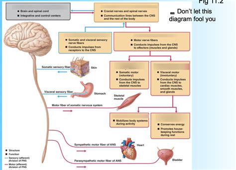 Label The CNS System Diagram Quizlet