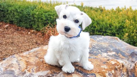 So Cute White Miniature Schnauzer Puppy In Training Jackson 2 Weeks