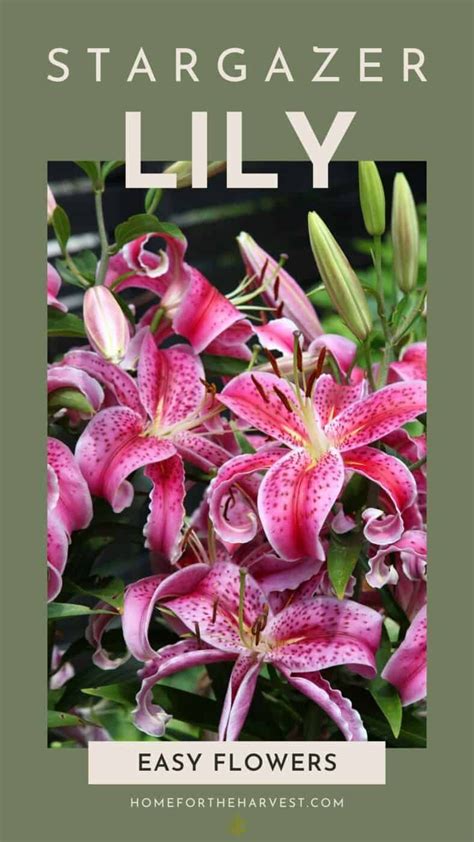 Stargazer Lily | Stargazer lily, Lily plant care, Lily plants