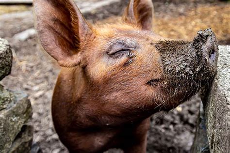 Las Razas de Cerdo Ibérico más Importantes Ibedul