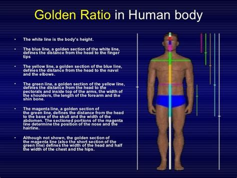 Fibonacci Sequence Human Body Fibonacci Sequence And Golden Ratio Human Body Art Fibonacci