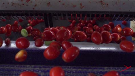 Tomato Sorting By Raytec Vision Cft Food Machinery