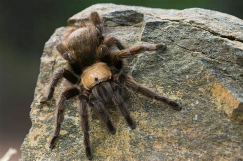 Giant Spider Gives Texas Couple The Shock Of Their Lives!