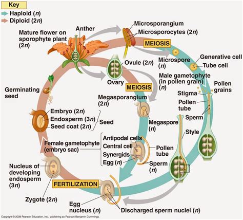 Life Cycle Of An Angiosperm Diagram Cycle Angiosperm Life