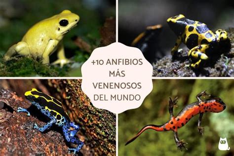 +10 anfibios más venenosos del mundo - ¡Especies que no conocías!