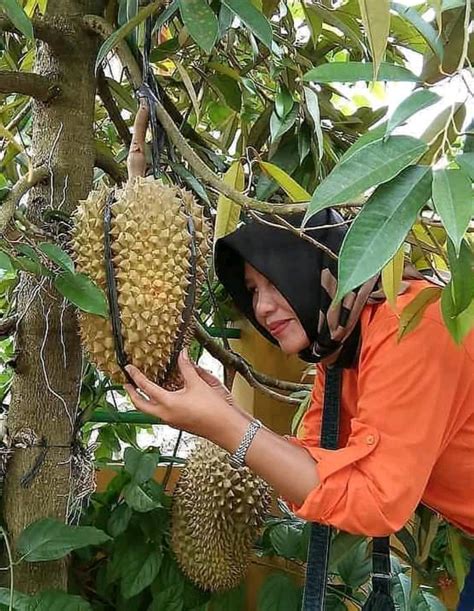 Cara Agar Pohon Durian Berbuah Cepat Dalam Setahun Idnfarmers