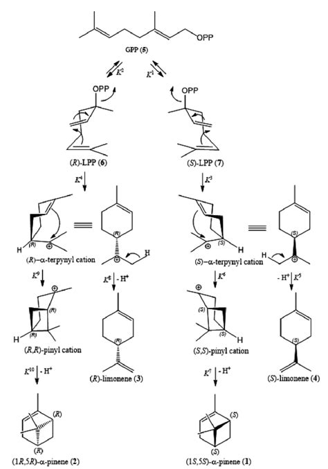 Scheme 1 Proposed Biosynthetic Pathways To The Couples Of Enantiomers Download Scientific