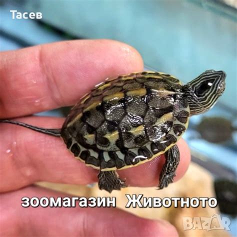 Подарявам костенурка в Костенурки в гр. Варна - ID42019233 — Bazar.bg