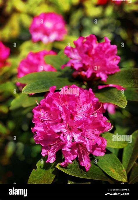 Rododendro rosa brillante fotografías e imágenes de alta resolución Alamy