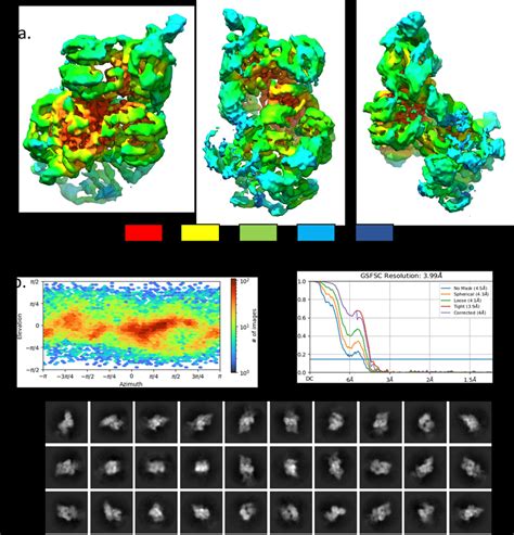 Figure S9 Summary Of Cryo EM Analysis Of The RNase E NTD RapZ GlmZ