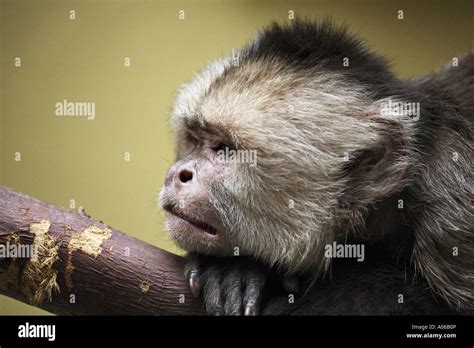 White Fronted Capuchin Hi Res Stock Photography And Images Alamy