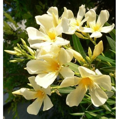 Oleander Oby Ajn Nerium Oleander Angiolo Pucci Co L Max