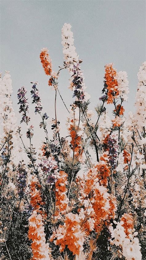 Top 999+ Flowers Aesthetic Wallpaper Full HD, 4K Free to Use