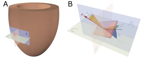 Assessing Myocardial Architecture Encyclopedia Mdpi