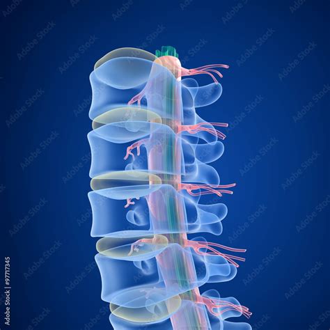 Human Spine x-ray view, 3D render Stock Illustration | Adobe Stock