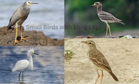 Small Birds with Long Legs: Graceful Species - BirdsValleys