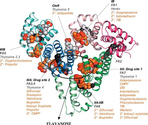 Three Dimensional Structure Of Hsa With Common Ligands Bound At