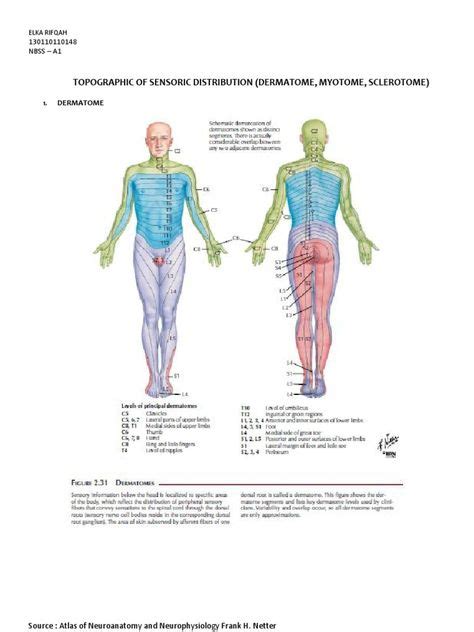 Myotome Map Dermatome And Myotome Map Images Map Anatomy Porn Sex Picture