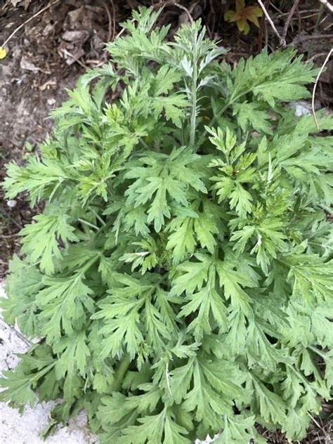 Yomogi Mugwort Artemisia Princeps 蓬 Ssuk 쑥 Suuk 黄花艾 Kui Ho