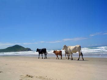 Praia do Rosa | Brazil Beach Travel