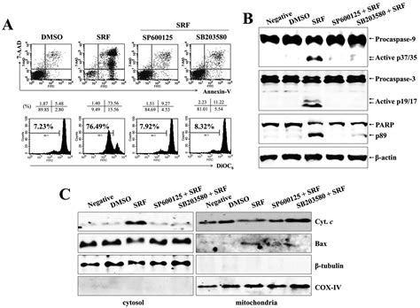 Ros Mediated Jnkp38 Mapk Activation Regulates Bax Translocation In