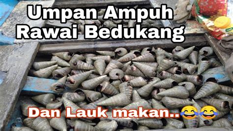 Umpan Jitu Rawai Ikan Badukang Sembilang Youtube