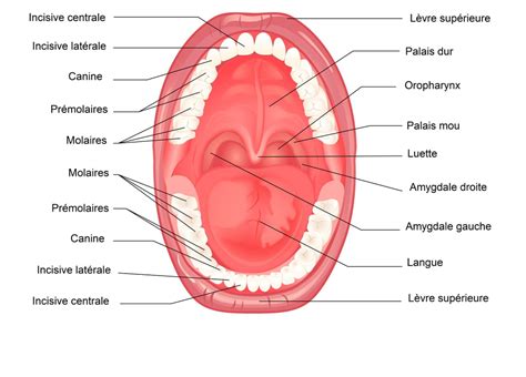 Bouche Anatomie Fonction Schéma Examens Maladies