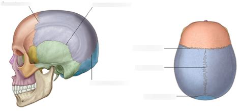 Cranial Sutures Diagram Quizlet